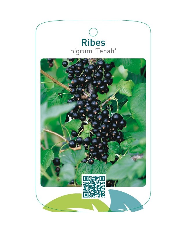 Ribes nigrum ‘Tenah’