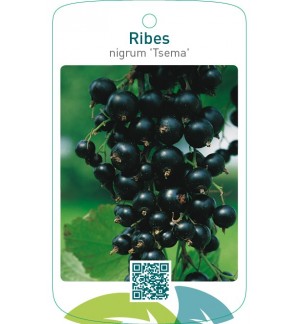 Ribes nigrum ‘Tsema’