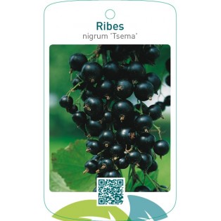 Ribes nigrum ‘Tsema’