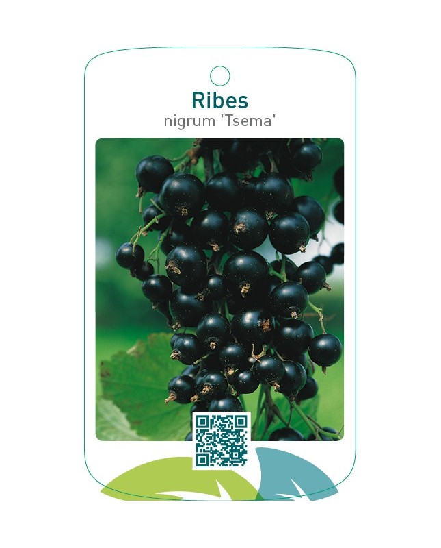 Ribes nigrum ‘Tsema’