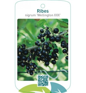 Ribes nigrum ‘Wellington XXX’