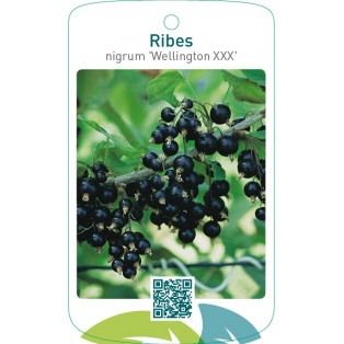 Ribes nigrum ‘Wellington XXX’