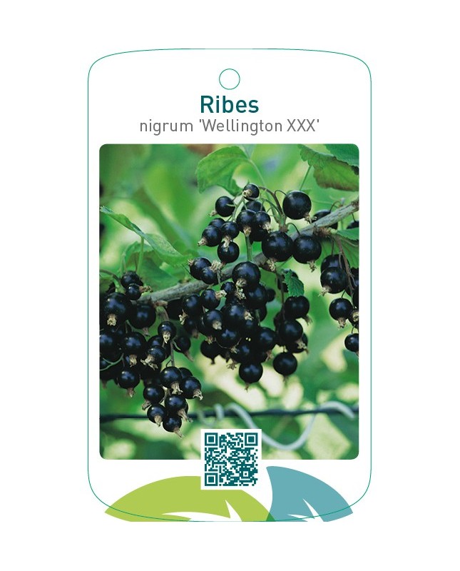 Ribes nigrum ‘Wellington XXX’