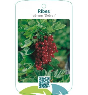 Ribes rubrum ‘Detvan’