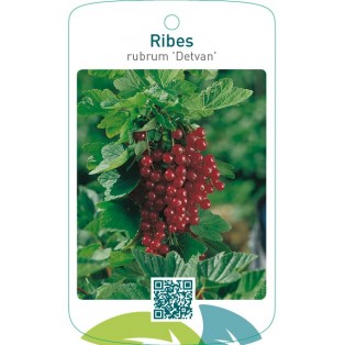 Ribes rubrum ‘Detvan’