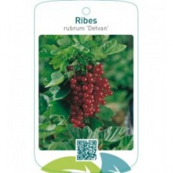 Ribes rubrum ‘Detvan’