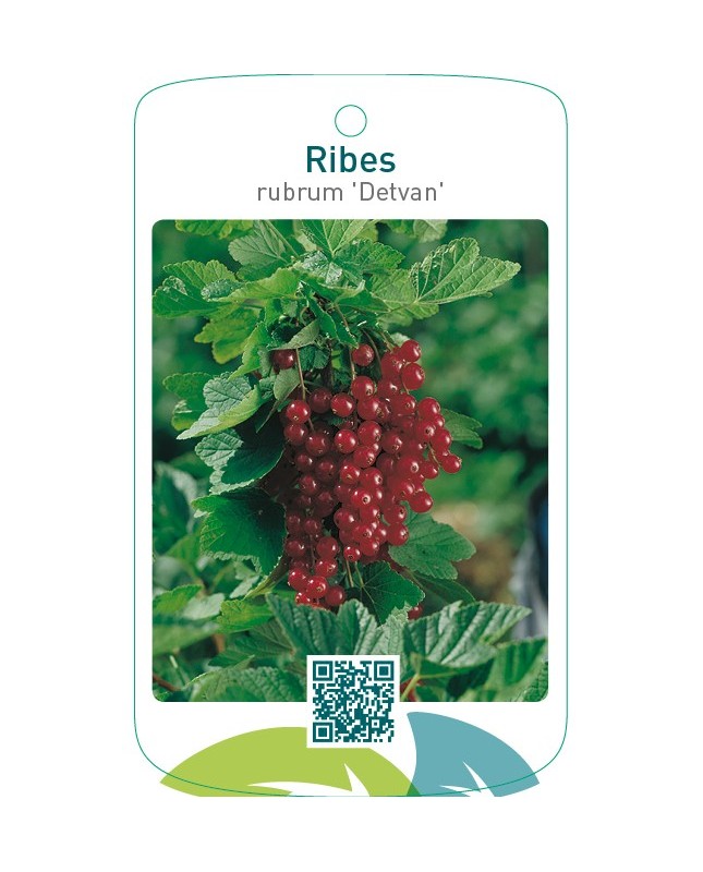 Ribes rubrum ‘Detvan’