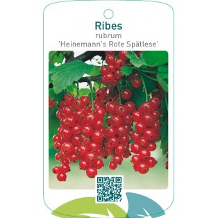 Ribes rubrum ‘Heinemann’s Rote Spätlese’