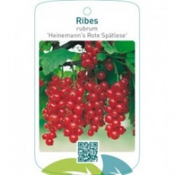 Ribes rubrum ‘Heinemann’s Rote Spätlese’