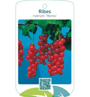Ribes rubrum ‘Heros’