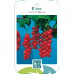 Ribes rubrum ‘Heros’