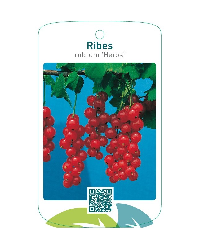 Ribes rubrum ‘Heros’
