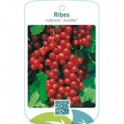 Ribes rubrum ‘Junifer’