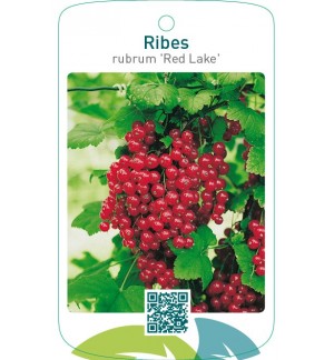 Ribes rubrum ‘Red Lake’