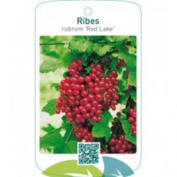 Ribes rubrum ‘Red Lake’