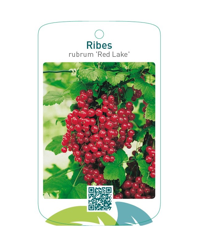 Ribes rubrum ‘Red Lake’