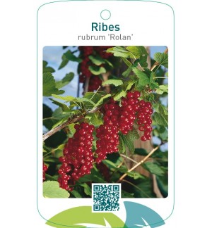 Ribes rubrum ‘Rolan’