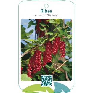 Ribes rubrum ‘Rolan’