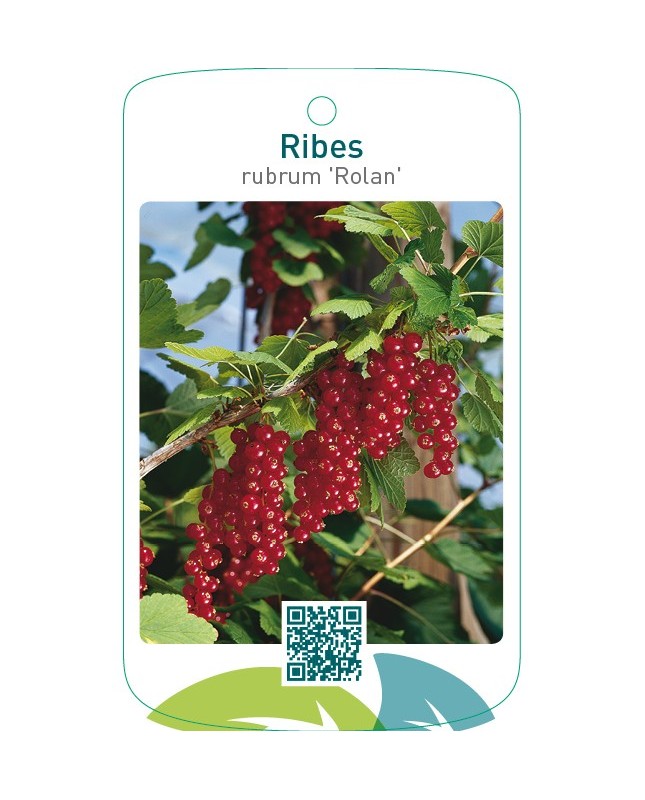 Ribes rubrum ‘Rolan’