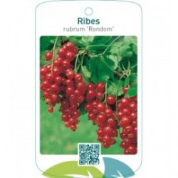 Ribes rubrum ‘Rondom’
