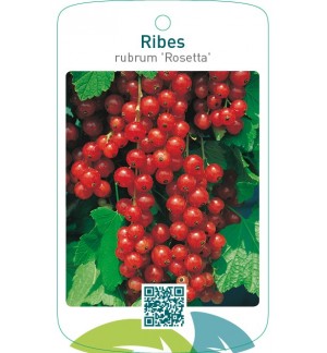 Ribes rubrum ‘Rosetta’