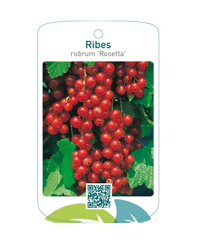 Ribes rubrum ‘Rosetta’