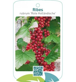 Ribes rubrum ‘Rote Holländische’