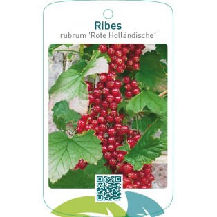 Ribes rubrum ‘Rote Holländische’