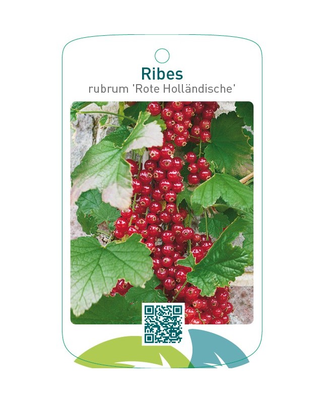 Ribes rubrum ‘Rote Holländische’