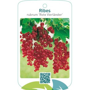 Ribes rubrum ‘Rote Vierländer’