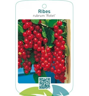 Ribes rubrum ‘Rotet’