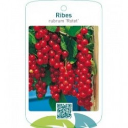 Ribes rubrum ‘Rotet’