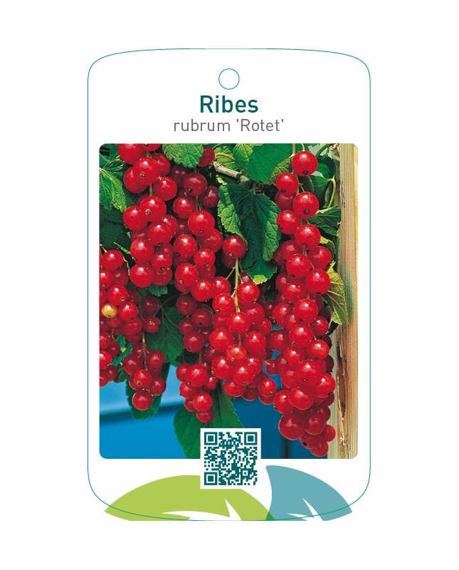 Ribes rubrum ‘Rotet’