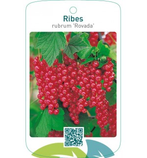 Ribes rubrum ‘Rovada’