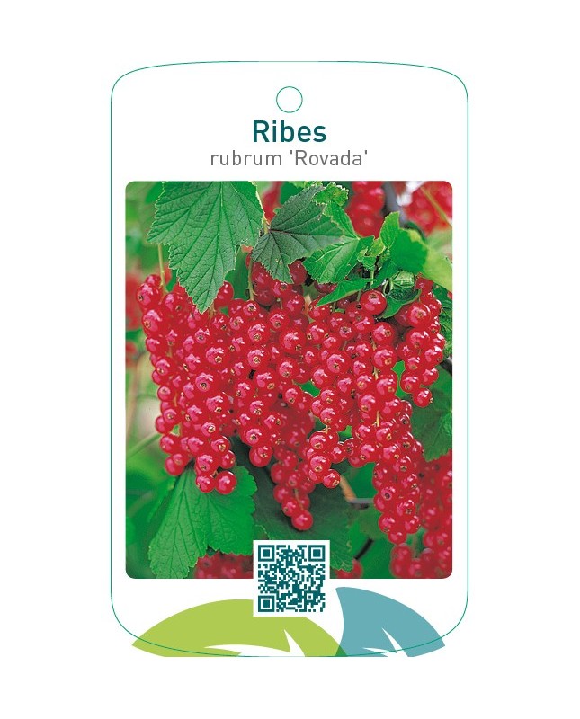 Ribes rubrum ‘Rovada’