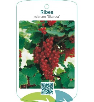 Ribes rubrum ‘Stanza’