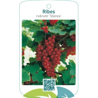 Ribes rubrum ‘Stanza’