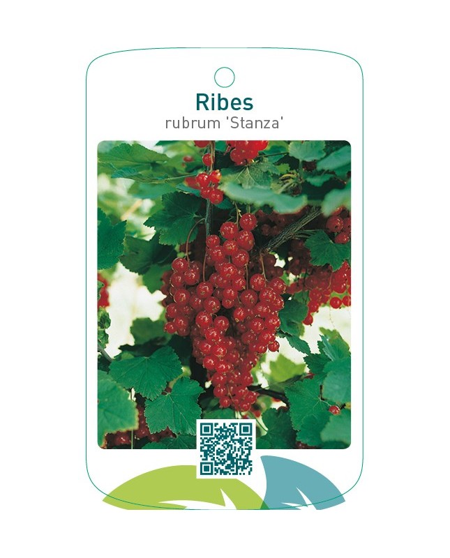 Ribes rubrum ‘Stanza’