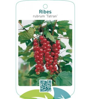 Ribes rubrum ‘Tatran’
