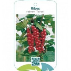 Ribes rubrum ‘Tatran’