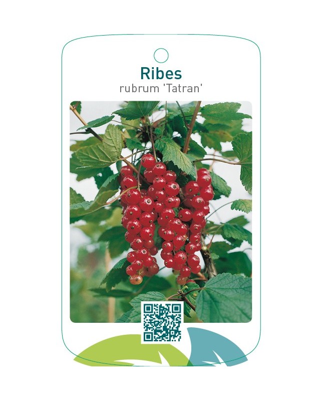 Ribes rubrum ‘Tatran’