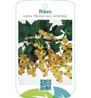 Ribes rubrum ‘Weisse aus Jüterbog’