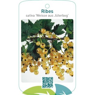 Ribes rubrum ‘Weisse aus Jüterbog’