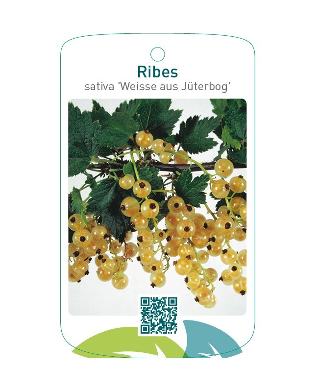 Ribes rubrum ‘Weisse aus Jüterbog’