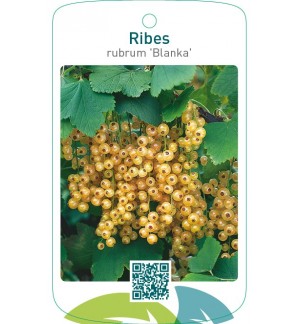 Ribes rubrum ‘Blanka’