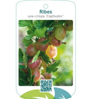 Ribes uva-crispa ‘Captivator’