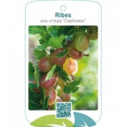 Ribes uva-crispa ‘Captivator’