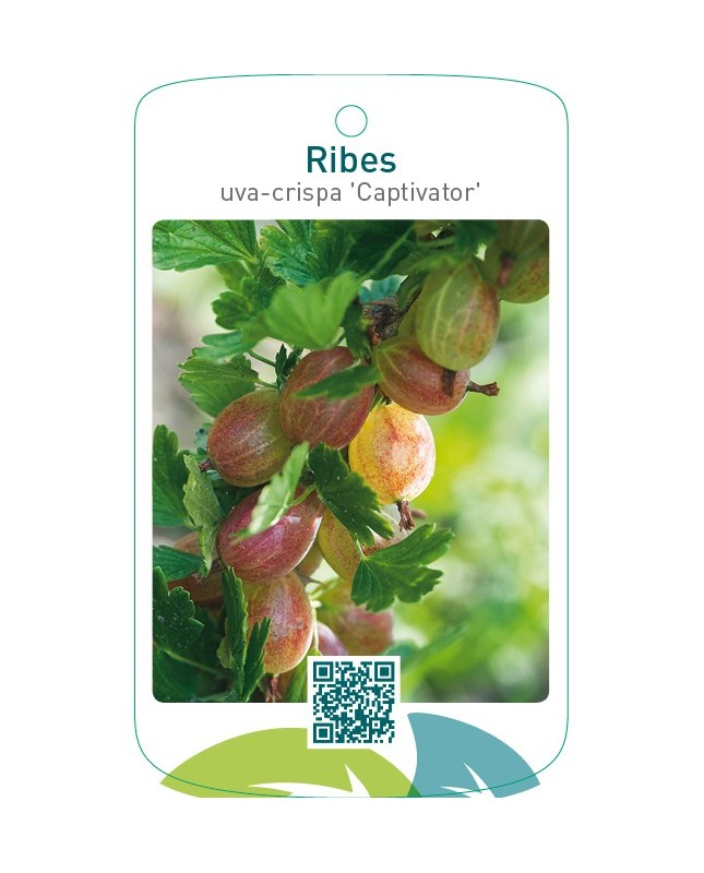 Ribes uva-crispa ‘Captivator’
