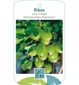 Ribes uva-crispa ‘Hinnonmäen Keltainen’