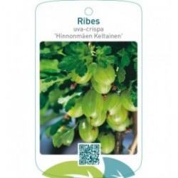 Ribes uva-crispa ‘Hinnonmäen Keltainen’